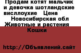 Продам котят мальчик и девочка шотландские висллоухие › Цена ­ 3 000 - Новосибирская обл. Животные и растения » Кошки   